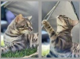 Unserer Deckkater - blue tabby spotted